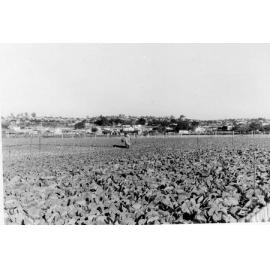 Rodin family - Sundercombe Street Osborne Park market garden