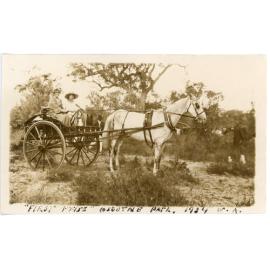 Pony and trap at the Osborne Park show