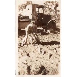Planting carrots at the Arbuckle market garden c1935