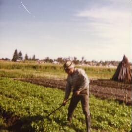 Pasquale D'Ercole at the family market garden in Gwelup