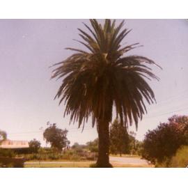 Palm Tree outside Ligman home