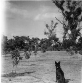 Our dog Kip looking at the newly planted trees on our 5 acre property on Victoria Road in Balga