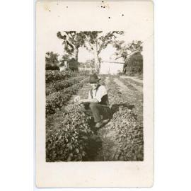 Potato harvesting at an Osborne Park market garden