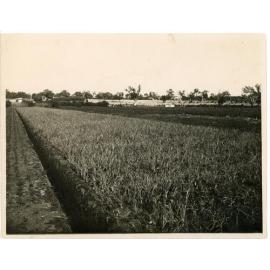 Onion and bean crops located in Osborne Park c1922