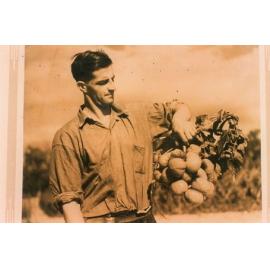 Norm Burmester at the Arbuckle family market garden in Gwelup