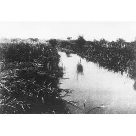 Njookenbooroo Drain in Innaloo