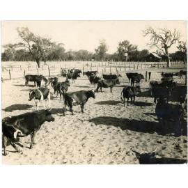 William Edward Robinson's cow yard