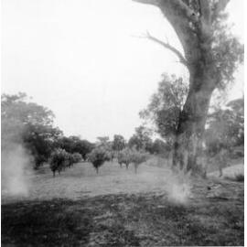 Orchard at Maddox family property in Balga