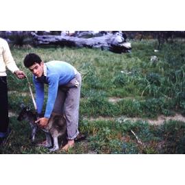 Lyle Arbuckle with a joey kangaroo in Gwelup