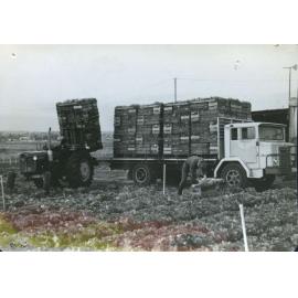 Loading trucks with lettuce for market