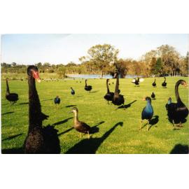 Waterbirds on the grass at Little Carine Swamp
