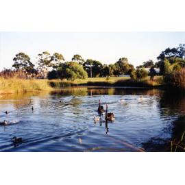 Swans and ducks in the water at Little Carine Swamp