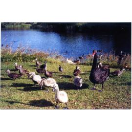 Waterbirds at the edge of Little Carine Swamp