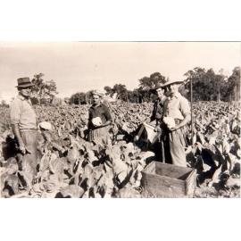 James, Don, Trevor and Bill at the Arbuckle market garden on Duffy Road in 1957
