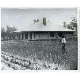 James Arbuckle on the Arbuckle market garden in Gwelup in 1924