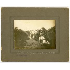 J.M. Okely's vineyard, Lake Carine 