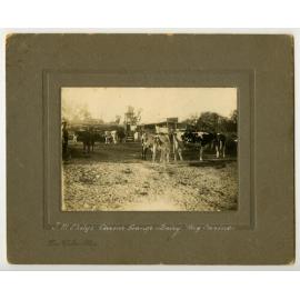 J.M. Okely's Carine Grange Dairy, on Big Carine Lake 