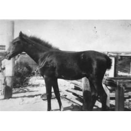 Horse trough in North Beach