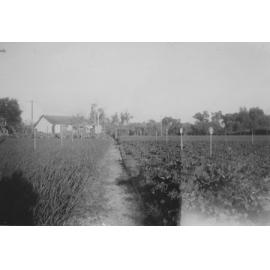 Home of Alberto and Iole located at 85 Pearson Street Woodlands