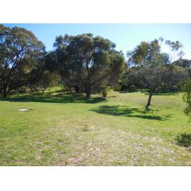 Herb Elliott Reserve with grass and trees