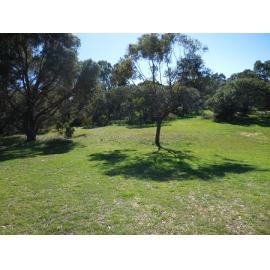 Trees at Herb Elliott Reserve