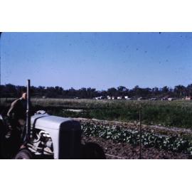 George Stergiou driving a tractor on the Stergiou market garden in Gwelup