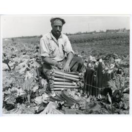 George Ioppolo with rhubarb crop in Osborne Park