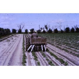 Crops being fertilised on the Arbuckle family's market garden in Gwleup