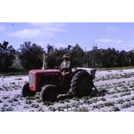 Fertilising the plants on the Arbuckle family's market garden in Gwleup