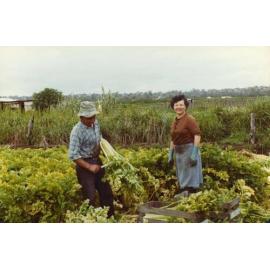 Pasquale and Elvira D'Ercole working the market garden