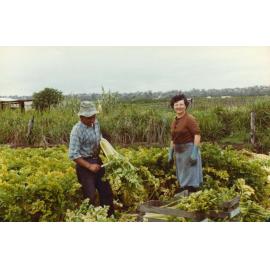 Pasquale and Elvira D'Ercole working the market garden