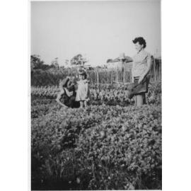 Three members of the D'Ercole family in the market garden