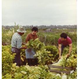 Pasquale and Elvira working in the garden with relative Nick D'Agostino