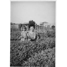 D'Ercole family market garden in Gwelup