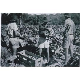 Cauliflower harvesting on the Arbuckle market garden on Duffy Road in Gwelup