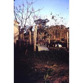 Chook house on the Arbuckle family market garden
