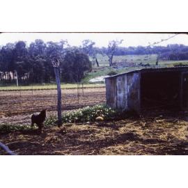 Chicken shed on the Arbuckle family's market garden in Gwelup