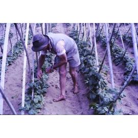 Charlie working at the Arbuckle family market garden