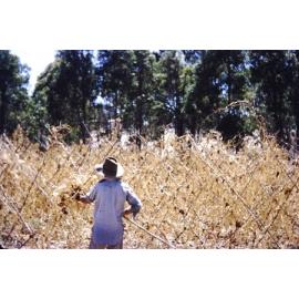 Charlie Arbuckle clearing a field in the market garden in Gwleup 