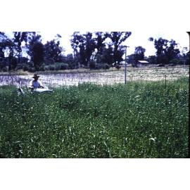Bob Gedeke driving the family tractor in the Arbuckle market garden in Gwelup