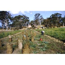 Potato harvest at Bill Gedeke's market garden on Duffy Road in Carine