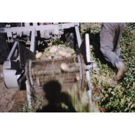 Bill Gedeke's market garden on Duffy Road in Carine