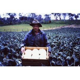 Beb picking cauliflowers from the Arbuckle family market garden in Gwelup