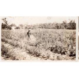 Beb Arbuckle spraying the market garden produce