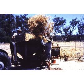 Beb and Charlie clearing a field in the Arbuckle market garden in Gwleup 