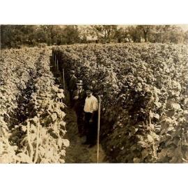 Beans growing on the Arbuckle family's market garden on Duffy Road in Gwelup in 1934