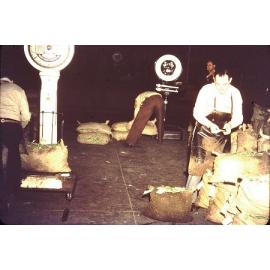 Beans from the Arbuckle market garden