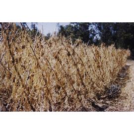 Bean vines ready to be cleared on the Arbuckle market garden in Gwleup 
