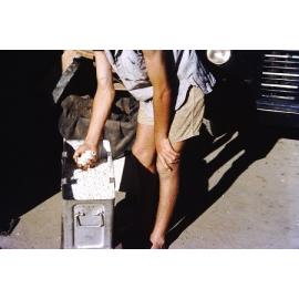 Bean seeds ready for planting in the Arbuckle market garden in Gwelup 