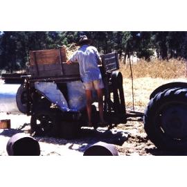 Bean seeds being prepared for planting in the Arbuckle market garden in Gwelup 